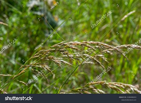 Anthoxanthum odoratum poaceae family 11 รายการ ภาพ ภาพสต็อกและเวกเตอร์ | Shutterstock