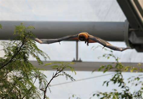 Rodrigues flying fox, Rodrigues fruit bat (Pteropus rodricensis); DISPLAY FULL IMAGE.