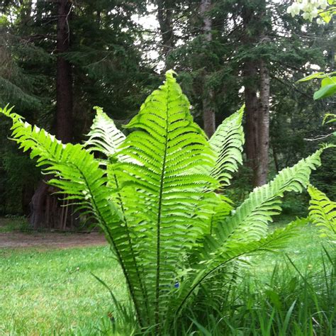 Giant Ostrich Fern (Matteucia struthiopteris 'Jumbo') — Fancy Fronds ...