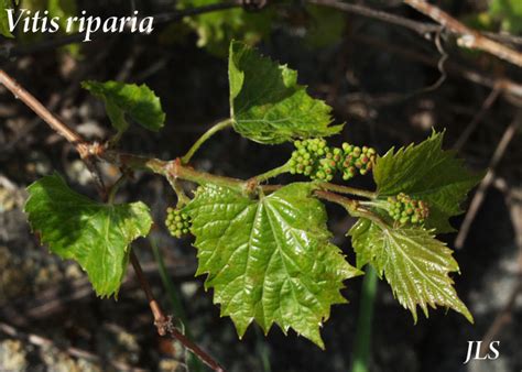 Vitis riparia (Grape)