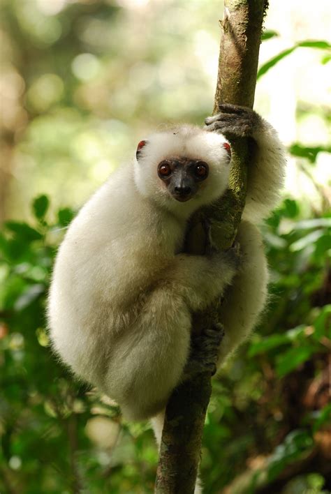 Image result for silky sifaka | Baby exotic animals, Lemur, Vulnerable ...