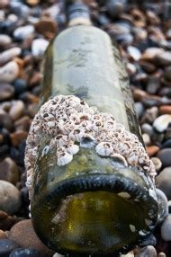 Barnacle reproduction | Earth | EarthSky