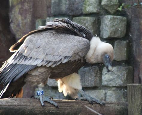 Griffon vulture stock image. Image of europe, grey, gray - 86399653