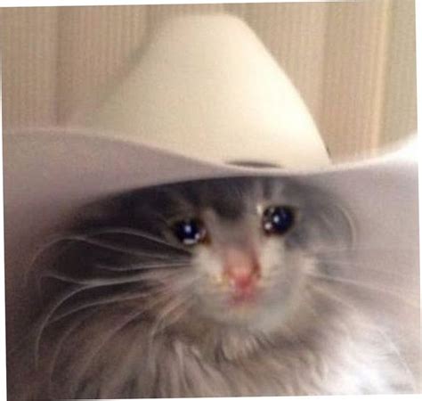 Gato Con Microfono Llorando - Pin En Sad Memes | Bodrumwasuel