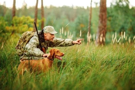 Practical Quail Hunting Tips Every Hunter Should Follow