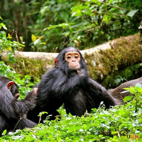 More than 1200 Seek Compensation Over Kibale National Park Evictions :: Uganda Radionetwork