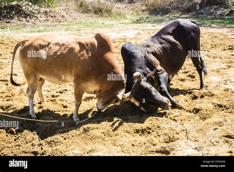 Fighting cow attacks on battle field, Traditional cow fighting Stock ...