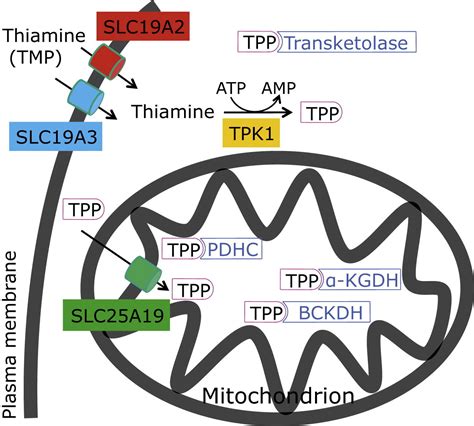 Thiamine Pyrophosphokinase Deficiency in Encephalopathic Children with Defects in the Pyruvate ...