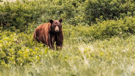 The 12 Best US National Parks Where You Can Actually See Wildlife