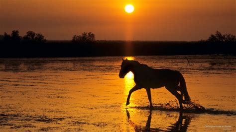 🔥 [90+] Horses at Sunset Wallpapers | WallpaperSafari