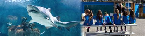 St Augustine Aquarium Coupons - Save $1.00 Per Person