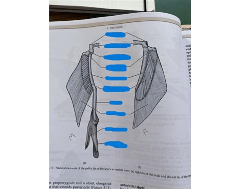 Shark Pelvic Fin Quiz