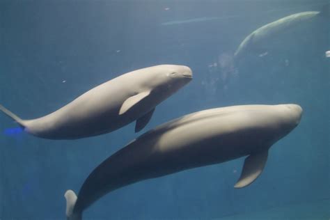 Are Dolphins Porpoises? The Truth Unveiled | DolphinXpert