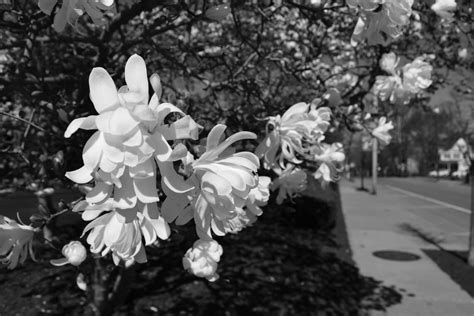 Spring Flowers Black and White - Etsy