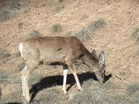 Local wildlife - Picture of Bryce Canyon Lodge, Bryce Canyon National ...