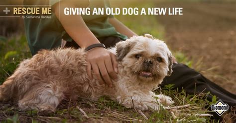 POV: Tips for Adopting a Senior Dog - Diamond - Diamond