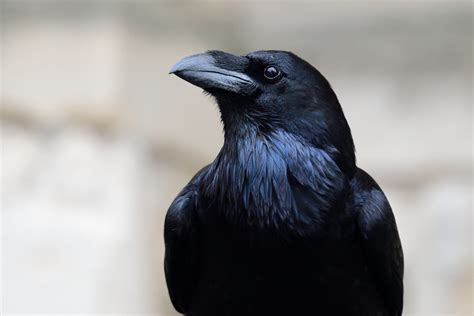 At Scientific American: Ravens Are As Smart As Chimpanzees | Mind Matters