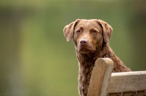 Chesapeake Bay Retriever Colors – 3 Gorgeous Shades