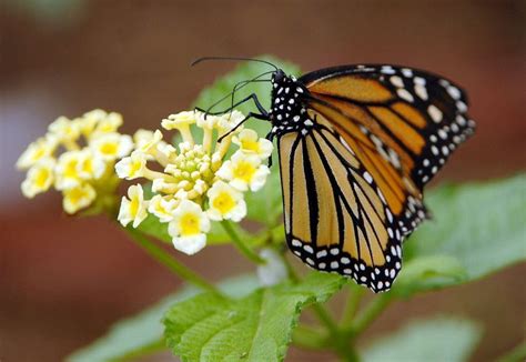 Huntsville Botanical Garden's open-air habitat is home to a dozen butterfly species - al.com