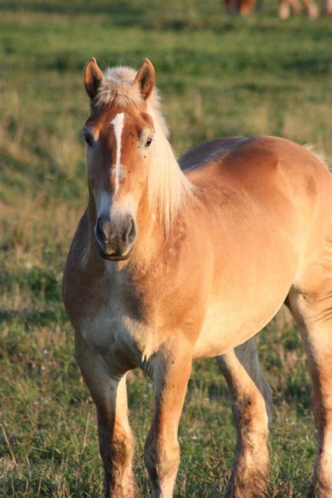 Percheron Horse: Facts, Pictures, Behavior & Care Guide | Pet Keen