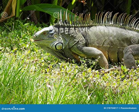 Green Iguana (Iguana Iguana) Stock Image - Image of grass, eating ...