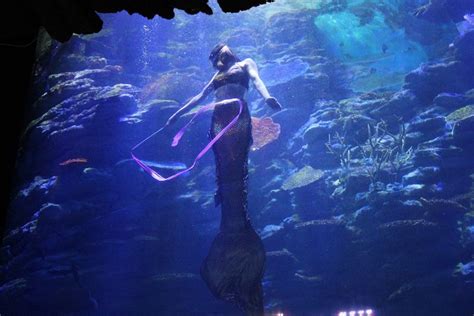 [Busan] Sea Life Aquarium Discount Ticket - Seoul PASS