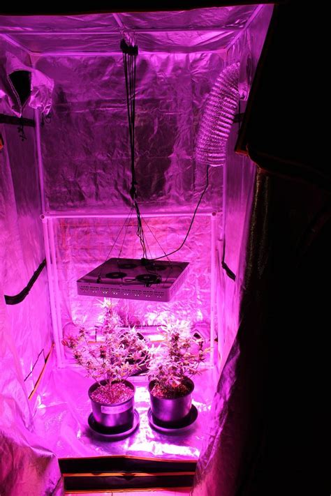 How To Use LED Grow Lights - Seming Lighting