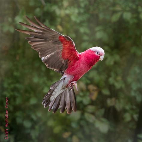 Australian Galah Parrot In Flight Photograph by Patti Deters