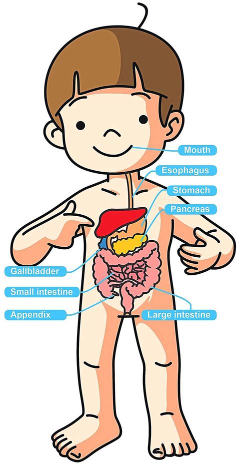 Digestive System Pictures For Kids - koibana.info | Digestive system for kids, Digestive system ...