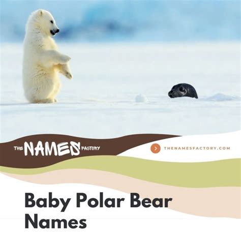 320+ Best Polar Bear Names for Your Snowy Buddy