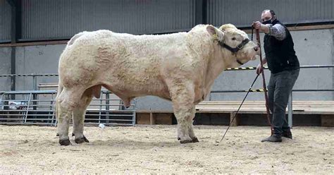 Charolais Cattle: History and Characteristics | Lone Pine Charolais