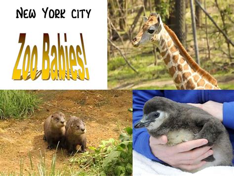 Fuzzy Friday: New York City Zoo Babies! | The Lucky Penny