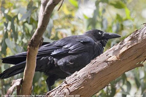 Forest Raven Corvus tasmanicus