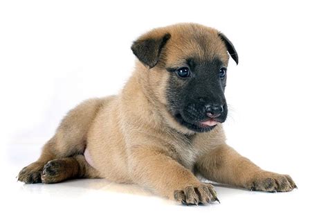 Belgian Malinois Puppies