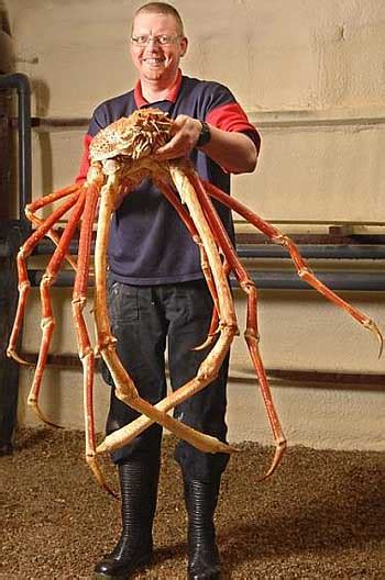 King Crab - Alaskan Cold-Water Giants | Animal Pictures and Facts | FactZoo.com