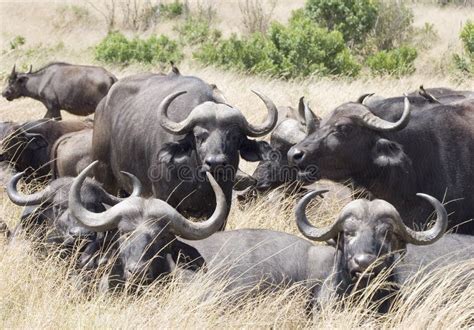 Cape Buffalo Herd stock photo. Image of kenya, africa - 1402226