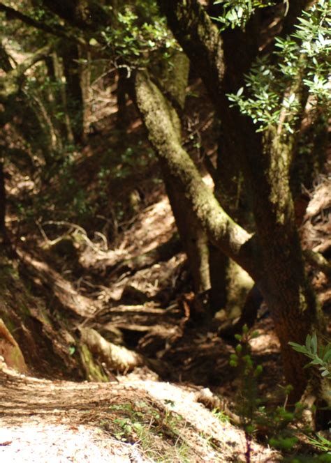 Matt Davis Trail Wildflower Hike - Charlie Russell Nature Photography