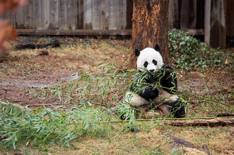 Giant Panda Habitat Loss | Bruin Blog