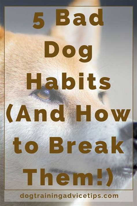 5 bad dog habits and how to break them dog training advice tips – Artofit