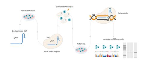 ArciTect™ CRISPR-Cas9 Genome Editing System, 59% OFF