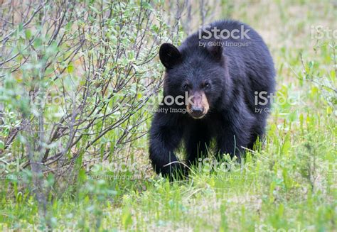 Black bear in the Rocky Mountain wilderness | Black bear, Bear photos, Wildlife photos