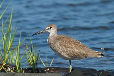 Shorebirder: More Willets!