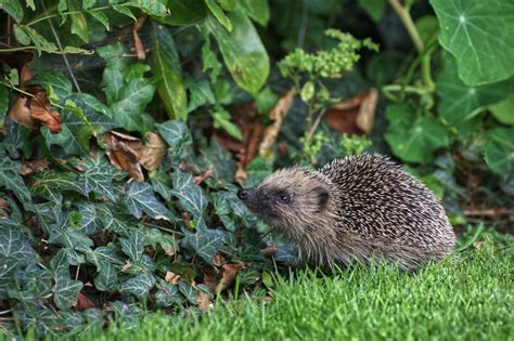 European Hedgehog - Southport Photographic Society