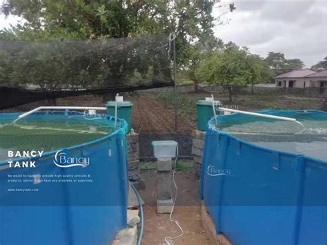 Zambia Customer Tilapia Farming in Tanks - Bancytank