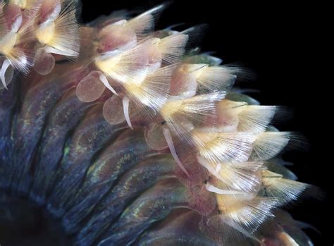 Sandworm Body Photograph by Alexander Semenov - Fine Art America