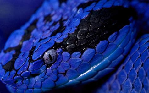 Wallpaper Blue Pit Viper Snake - BEST DARK WALLPAPERS