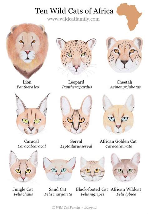 Wild Cat Posters ~ Wild Cat Charts ~ Wild Cat Family