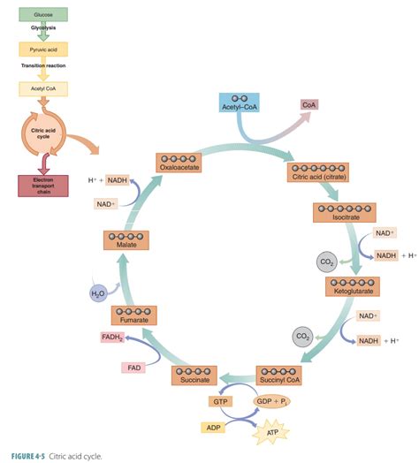 Electron Transport Chain And Krebs Cycle