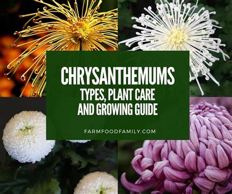 20 Types of Chrysanthemum Flowers: Plant Care & Growing Guide