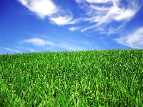 Green lawn wallpaper | 1600x1200 | #30523